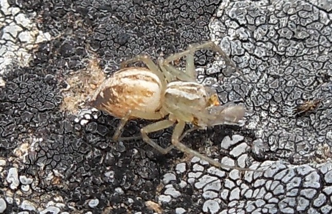 Oxyopes sp.